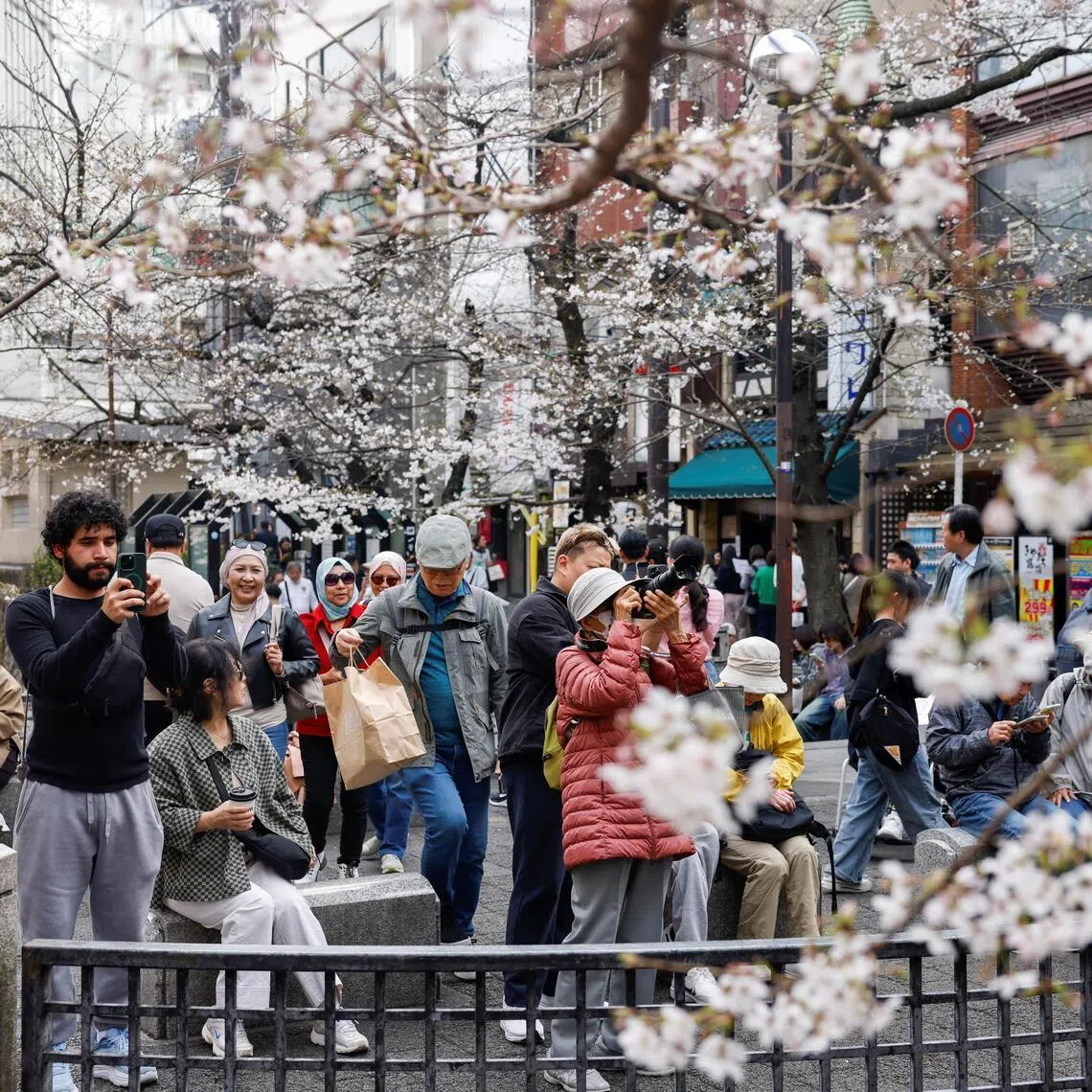 Tourists take photos of blooming cherry blossoms in Kyoto in March 2026. 