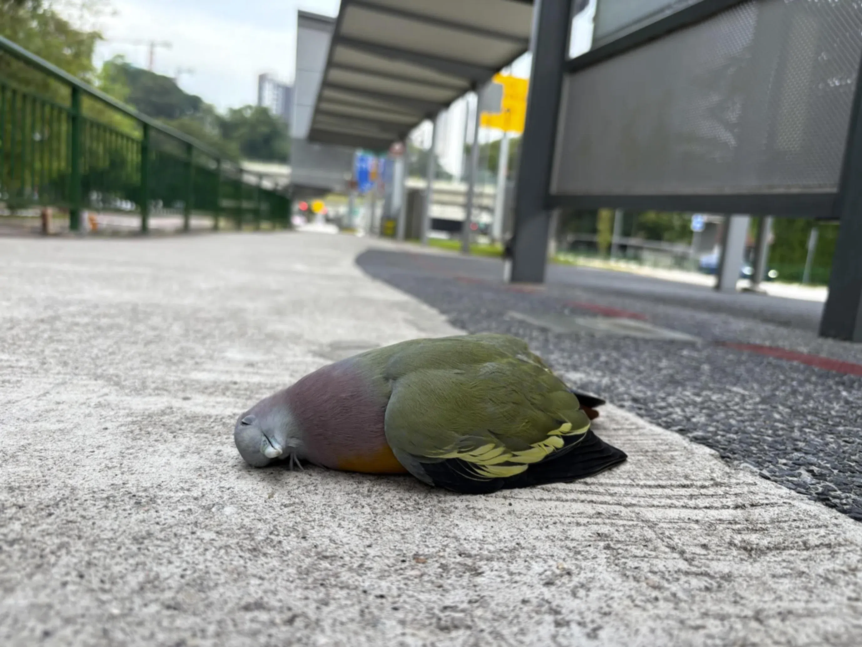 The vigilant cyclist: One man's love for nature shows how individuals can  make a difference | The Straits Times