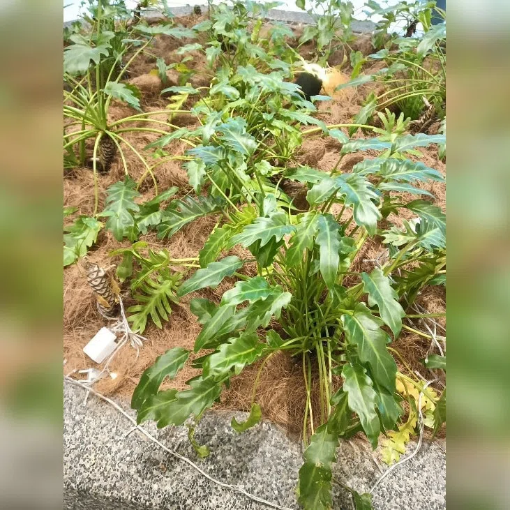 The Philodendron Xanadu needs plenty of light.