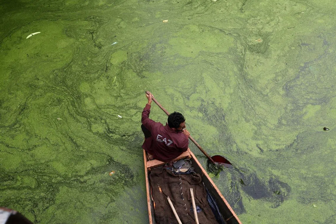 A man rowing a boat in the interior of Dal Lake in Srinagar, India, on July 15, 2025. 