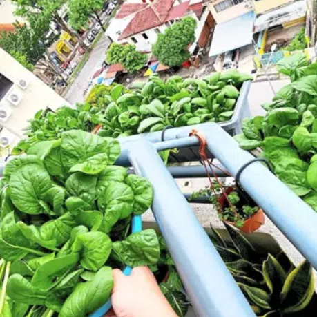 Green vegetables growing in planter boxes hanging from the balcony of a high-rise unit. 