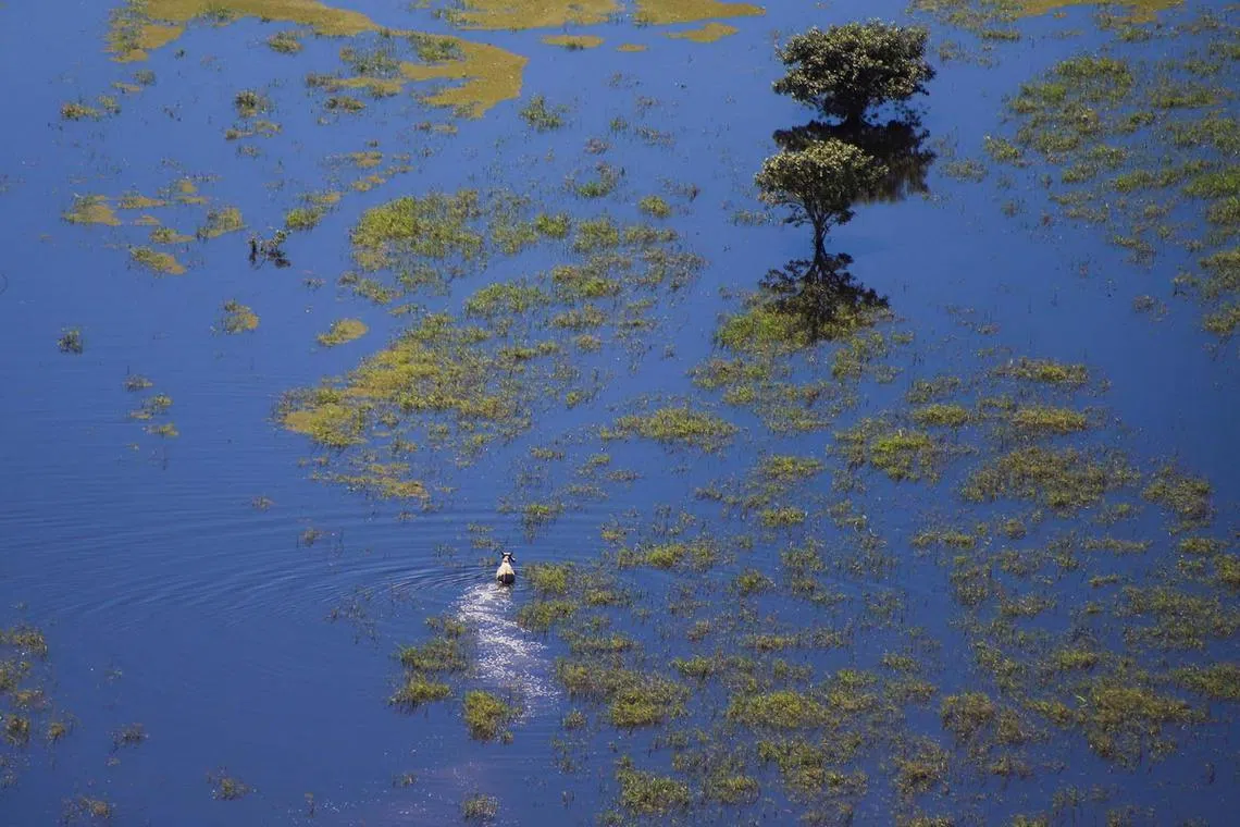 Livestock moves through floodwaters caused by heavy rain, near Trinidad, Bolivia April 2, 2025. REUTERS/Ipa Ibanez TPX IMAGES OF THE DAY