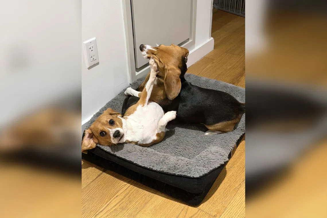 New York-based biotech start-up Kindred Companion Sciences used gene-editing technology CRISPR to create hypoallergenic beagles.