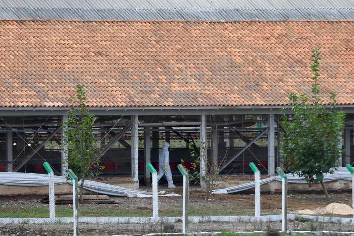 A worker wearing a protective suit works at a commercial poultry farm, site of the country's first bird flu outbreak, in Montenegro, Rio Grande do Sul state, Brazil, on May 17, 2025. China and the European Union have suspended imports of chicken meat from Brazil, the world's biggest exporter of the commodity, after an outbreak of bird flu on a farm in the South American country, officials said Friday. (Photo by SILVIO AVILA / AFP)