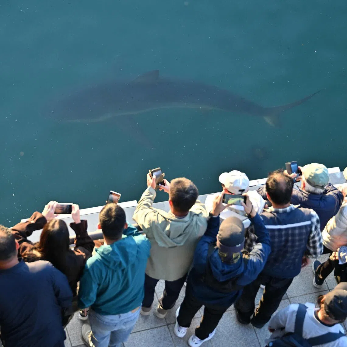 Bukang-i, an endangered dusky shark, was first spotted in the canal at Busan’s North Port Waterfront Park on Sept 18.