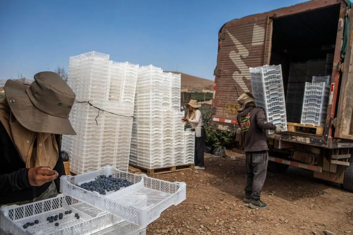 A worker loads baskets of harvested blueberries into a trailer at a farm near Huacho, Huaura Valley in Peru.