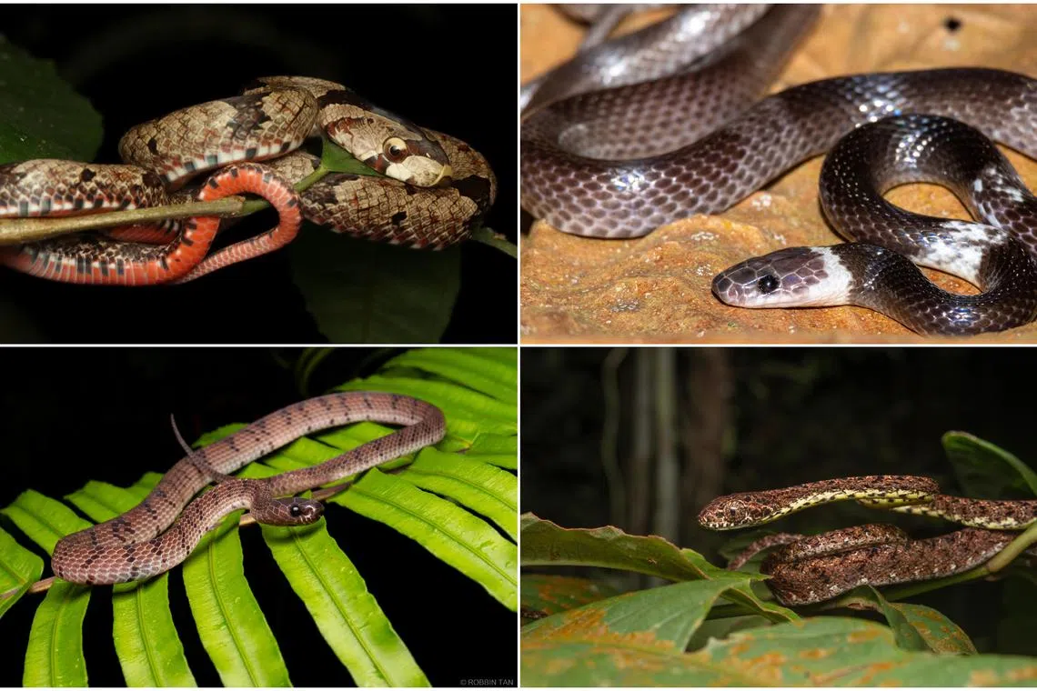 (Clockwise from top left) The Brown Kukri, Banded Wolf Snake, Jasper Cat Snake and Smooth Slug Snake are among the native species of snake in Singapore.