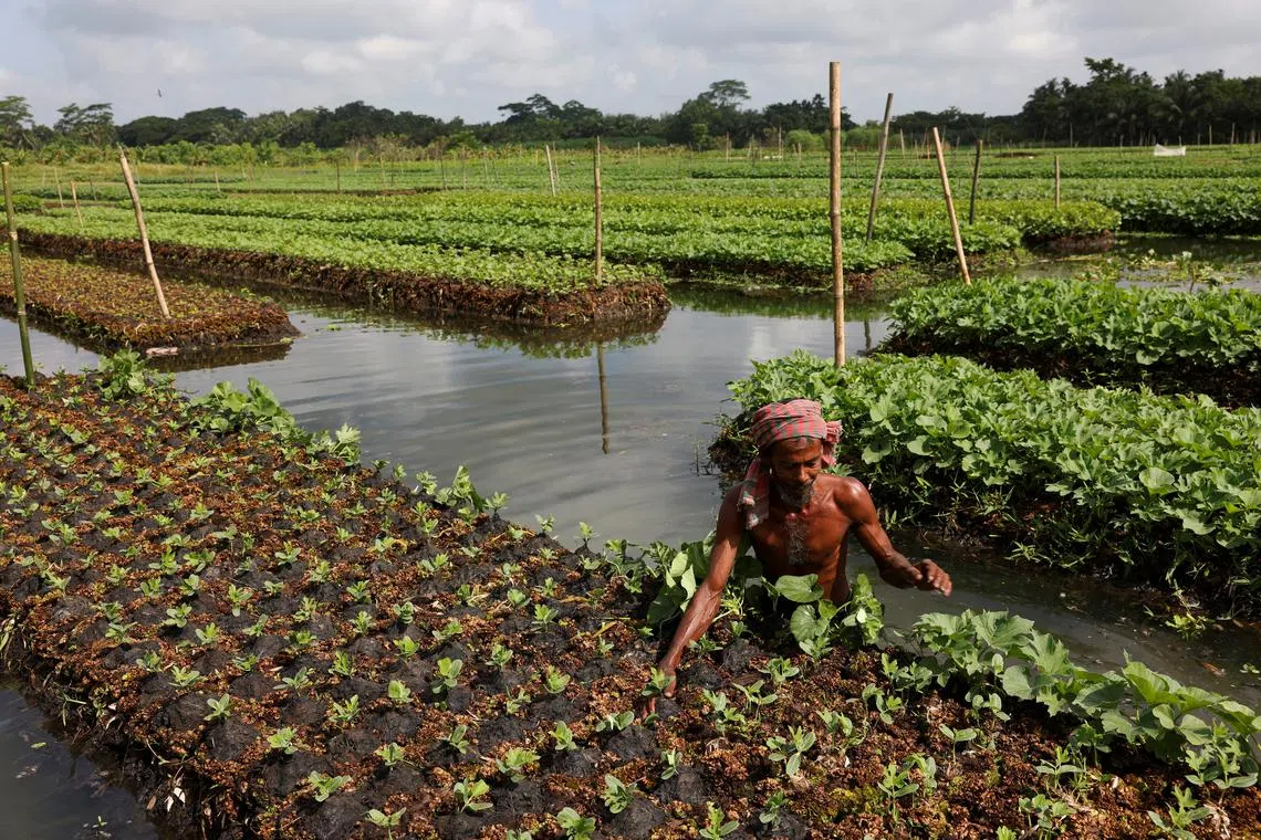 A farmer places water weeds on top of the seedlings' root on a floating bed, at his farm in Pirojpur district, Bangladesh, August 16, 2022. Many farmers in the southwestern part of Bangladesh plant crop seedlings and grow vegetables on the floating rafts made from invasive water hyacinths during monsoon seasons when dry land is scarce to ensure food security as the low-lying country has been experiencing prolonged floods and water-logging because of the changing climate in recent times.        REUTERS/Mohammad Ponir Hossain     