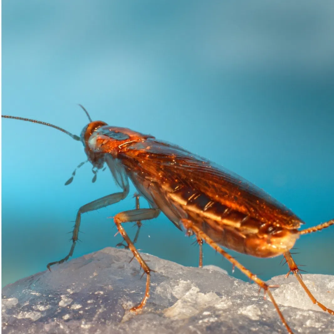 An insect-themed museum in Beijing has a cafe that infuses its coffee with cockroach powder, ants and other creepy-crawlies.