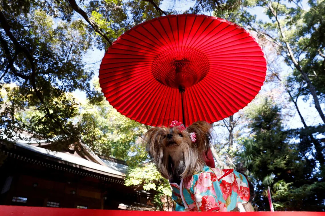A pet dog has its picture taken by its owner during a Shichi-Go-San blessing, traditionally performed for young children to ask for health and happiness, at Zama Shrine in Zama, Kanagawa Prefecture, near Tokyo, Japan Nov 14, 2023. 