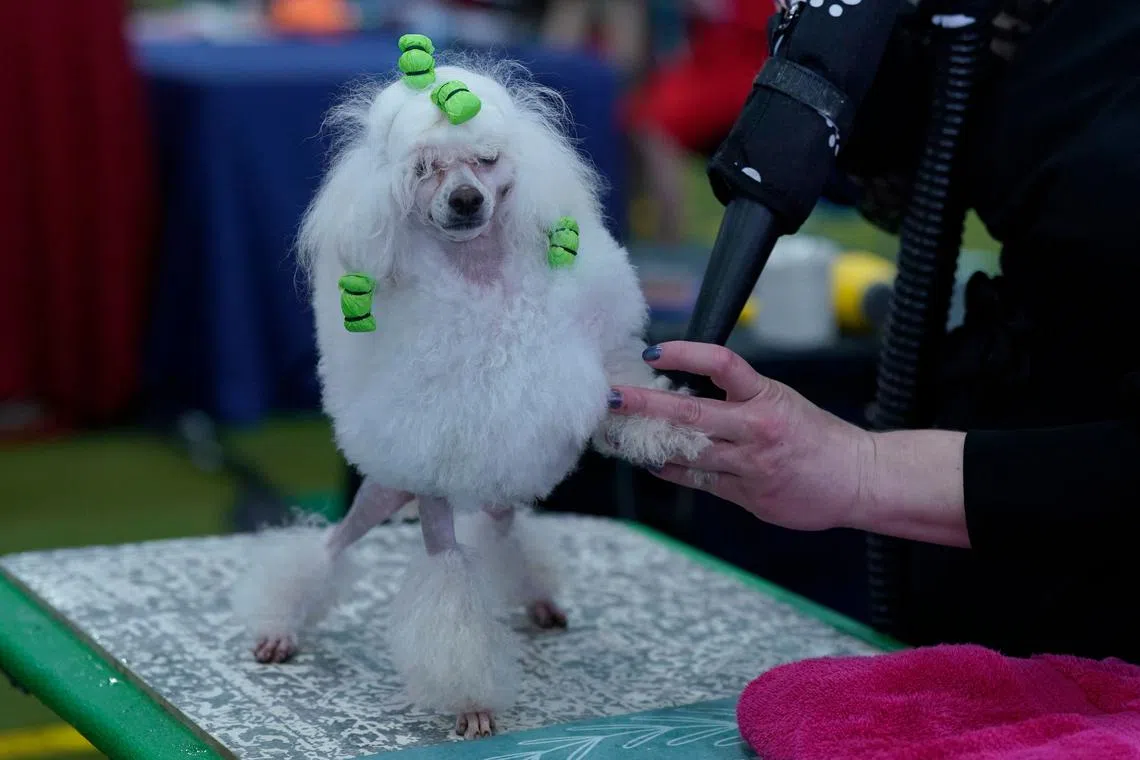 A Miniature Poodle in the judging area during the 148th Annual Westminster Kennel Club Dog Show, at the Arthur Ashe Stadium in New York City, on May 13, 2024.