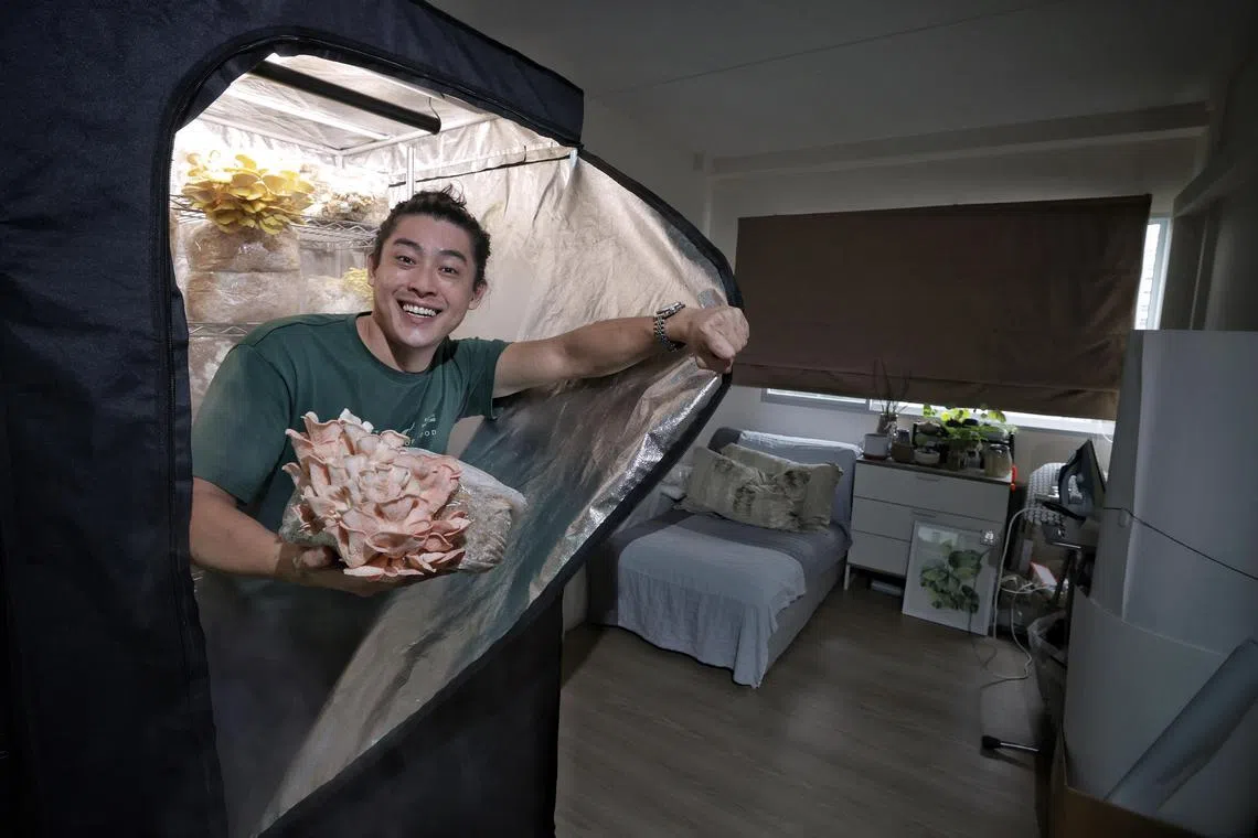 Co-founder of Fogo Fungi Ryan Ong, 27, with the mushrooms grown in co-founder Jonathan Chen’s spare bedroom on Dec 7, 2023. ST PHOTO KEVIN LIM tgstartup20