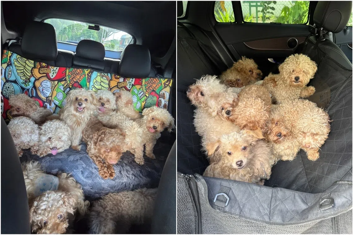 On Nov 19, the court heard that the 78 poodles and one golden retriever were not licensed as at Oct 7, 2024, and 71 of the canines had not been microchipped. 
