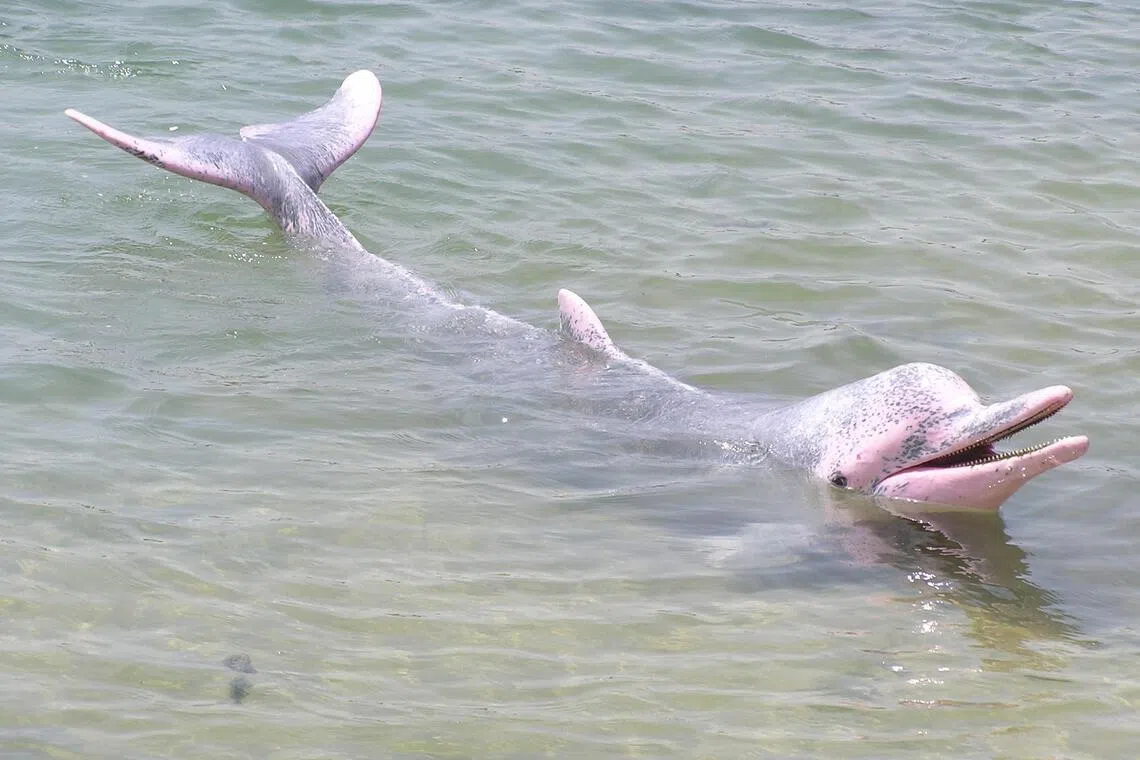 NUS study calls for reduced boat speeds, limited entry near S’pore marine mammal hot spots