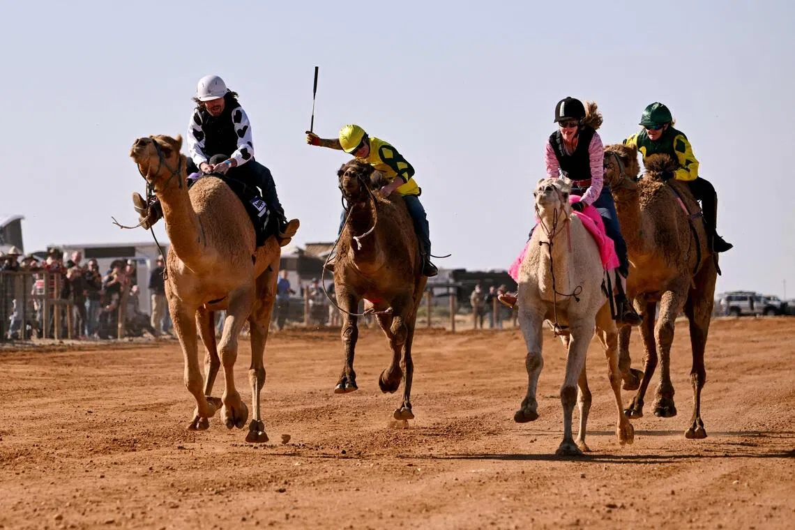 Jockey Patrick Dennis (left) riding camel Young Gun to victory in the Marree Australasian Camel Cup in the South Australian outback town of Marree.