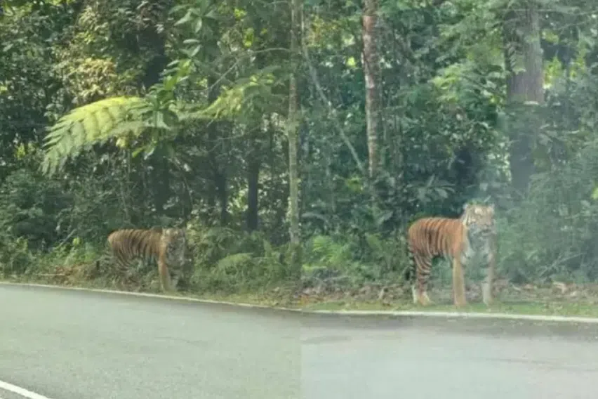 Photos have gone viral on social media showing a tiger by the side of the road along the route to Fraser’s Hill.