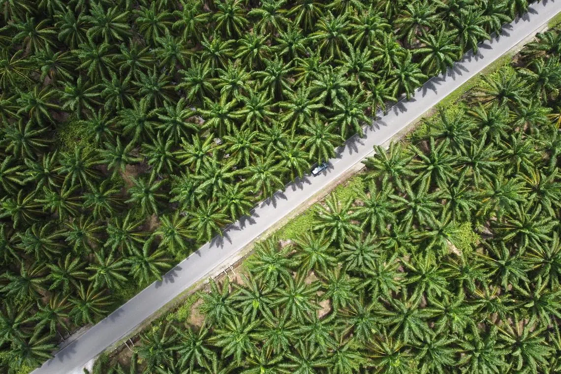 Indonesia deploys thousands of African weevils to boost palm output