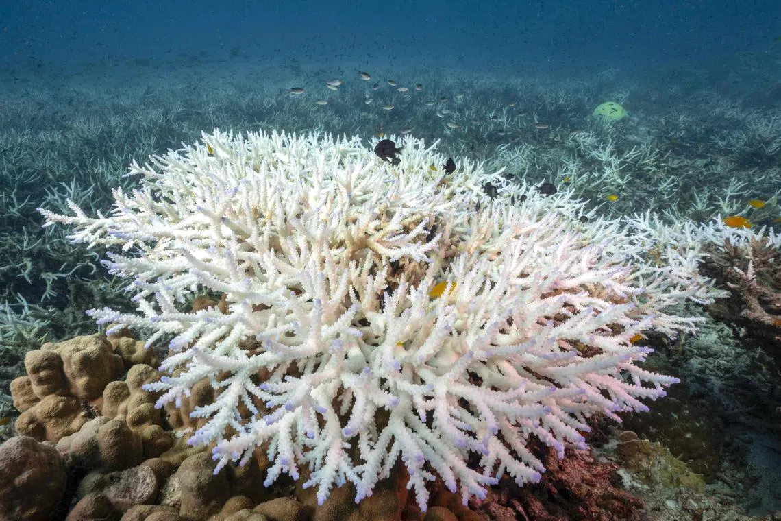 (FILES) This underwater photo taken on June 14, 2024 shows bleached corals around Koh Tao island in the southern Thai province of Surat Thani. Coral reefs could vanish in as little as a decade, warned a landmark UN report by dozens of global experts on December 17, 2024, impacting nearly one billion people who benefit from these highly threatened marine ecosystems. "Coral reefs are the most endangered ecosystems and may disappear globally in the next 10 to 50 years," said the report by the Intergovernmental Science-Policy Platform on Biodiversity and Ecosystem Services. (Photo by Lillian SUWANRUMPHA / AFP)