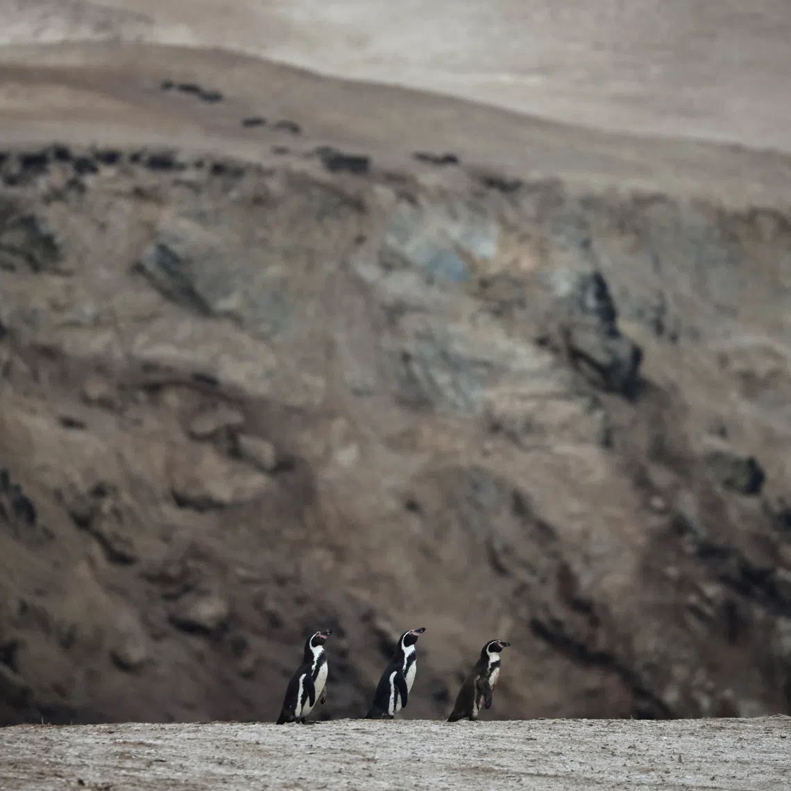 Chile's Pacific coast is home to 80 per cent of the world's remaining Humboldt penguins, which number fewer than 20,000.