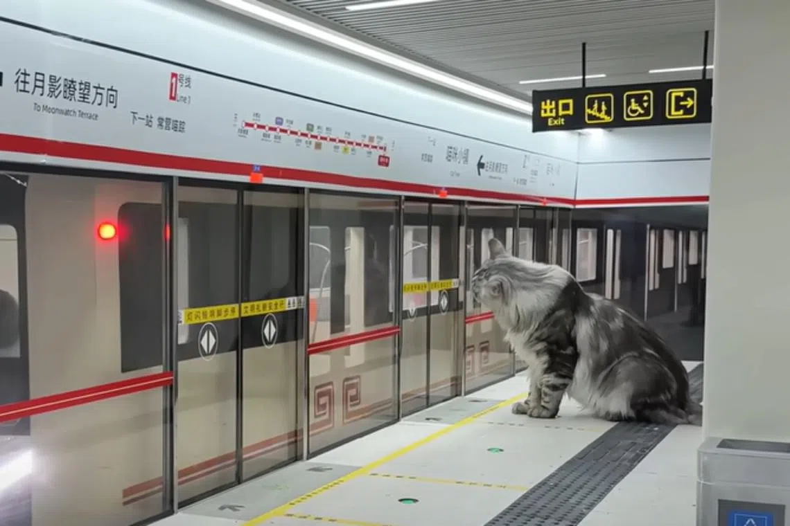 Mr Xing Zhilei said he built a train station for his cats after repeated requests from followers of his YouTube channel.