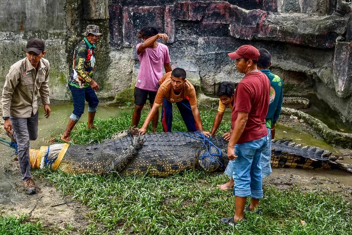 A 5-meter estuarine crocodile weighing up to 500 kg is moved at Kasang Kulim Zoo in Kampar on February 8, 2023, after being caught by residents of Mandiangin village in West Pasaman who considered it a threat to people's safety. 