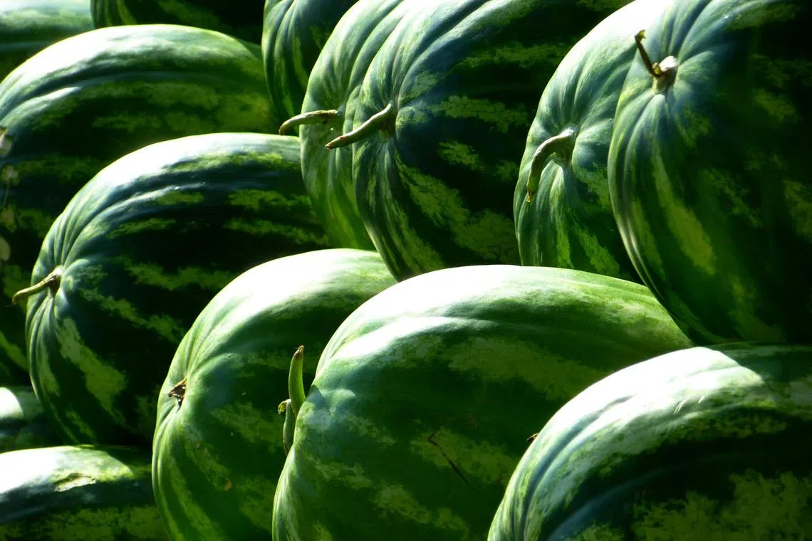 More than 2,000kg of the addictive drug were wrapped in paper packages painted to look like watermelons and hidden amongst other cargo.