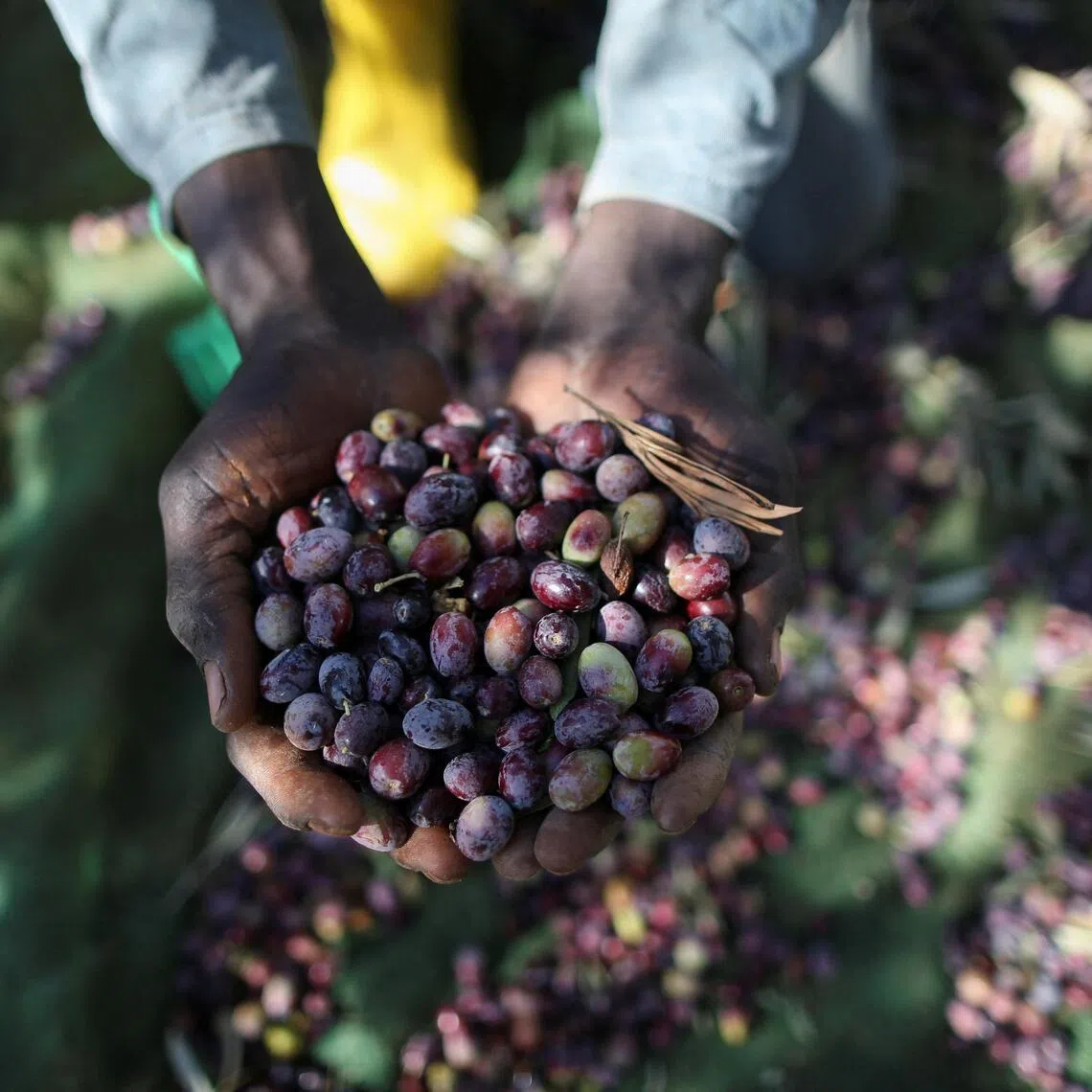 A worker holding olives during the harvest season in Benghazi, Libya.