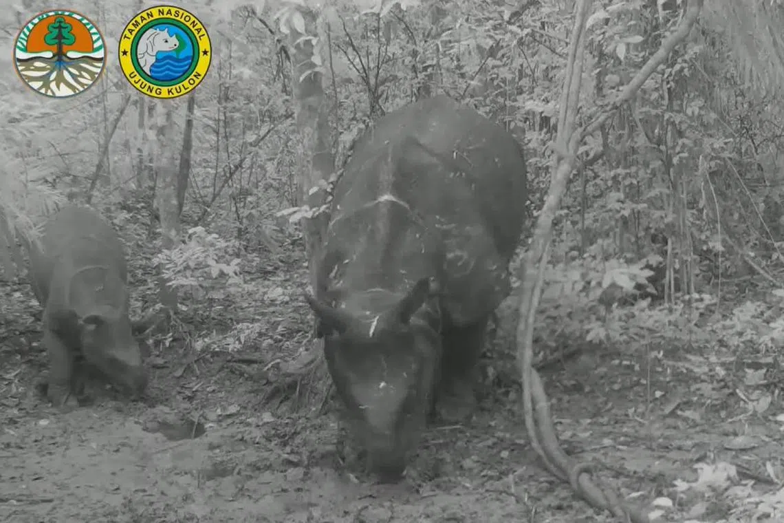 Hidden camera footage showing a small rhino trudging alongside another almost three times its size in Ujung Kulon National Park.