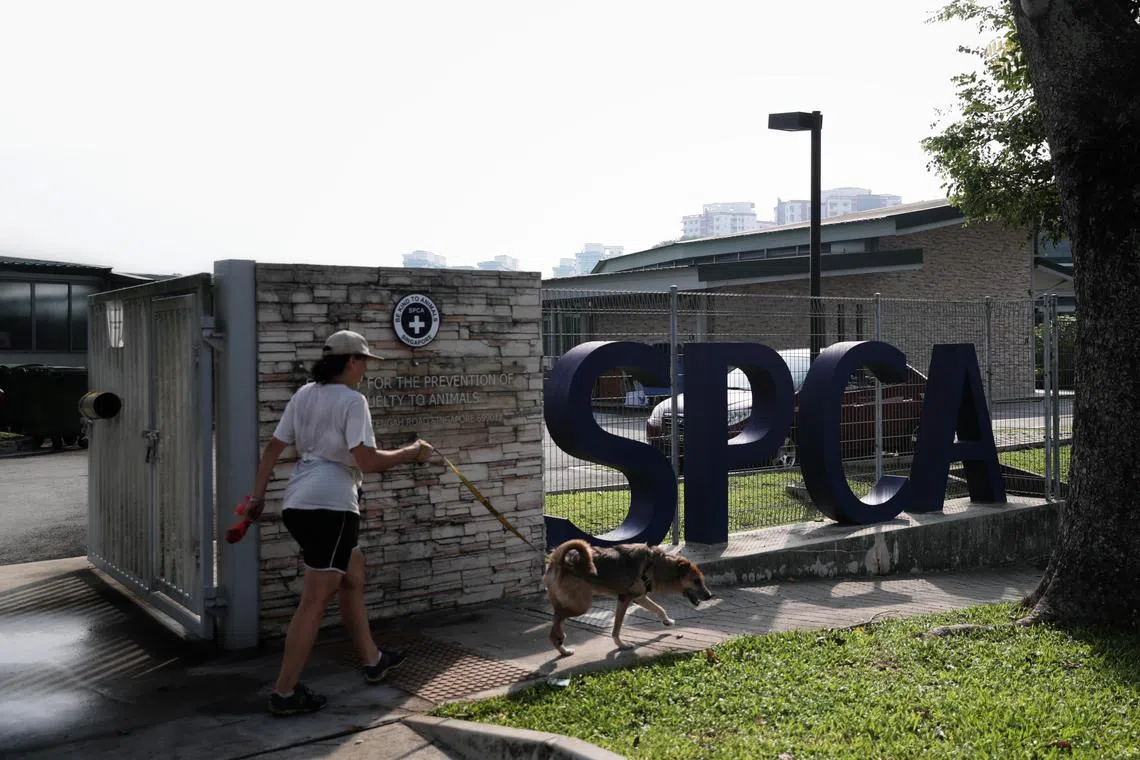 There were 48 cases reported to the SPCA in 2019, 20 cases in 2020, 30 cases in 2021 and 35 cases in 2022. 