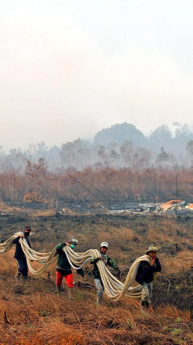epa04925230 Indonesian workers carry a long hose to sprays water on forest fires in Pulo Geronggang village, Ogan Komering Ilir, South Sumatera, Indonesia, 11 September 2015. Indonesian authorities deployed 1,000 soldiers in South Sumatra province to fight land fires in the area. Haze from land and forest fires is an annual hazard in Indonesia. The practice of open burning to clear land is illegal but is common in the country. The government has warned that the El Nino weather phenomenon, which is expected to last until October, would result in an extended dry spell and more forest fires in Indonesia.  EPA/TAMY UTARI caption to come
