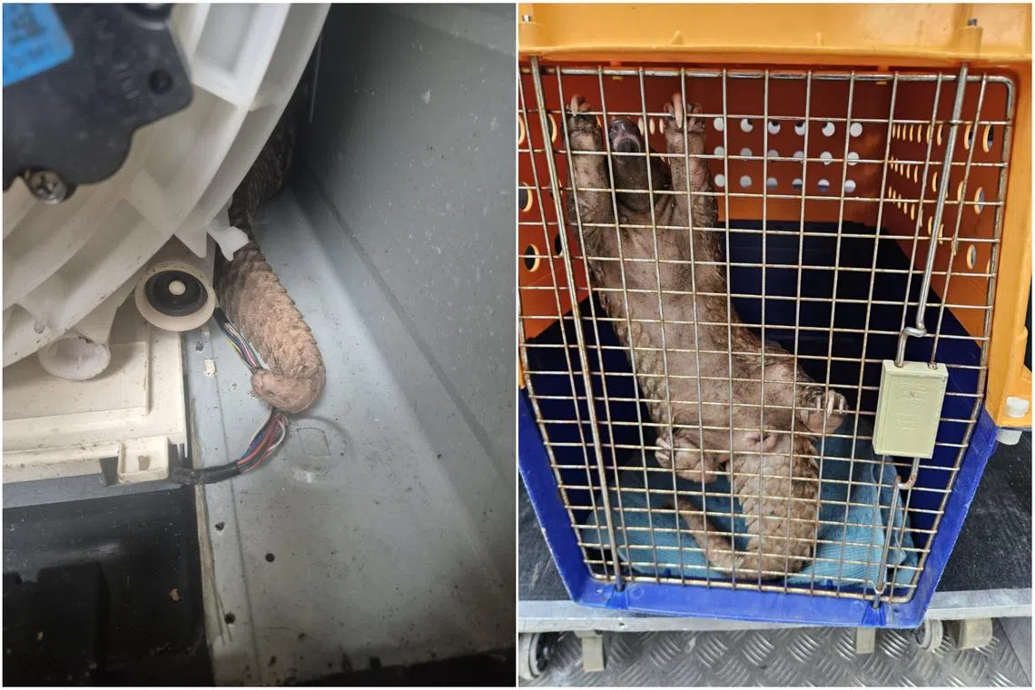 Critically endangered pangolin found inside washing machine near Bukit Batok