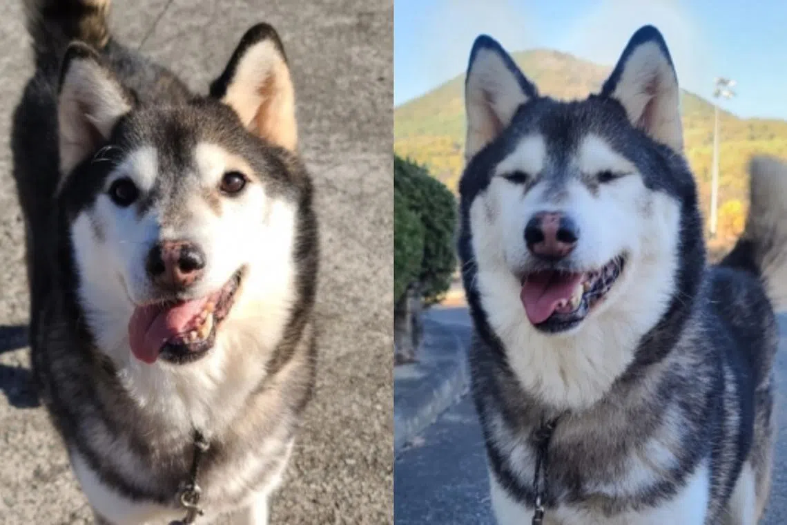 Cheonji, a stray dog who was shot and injured with an arrow, after he made a full recovery.
