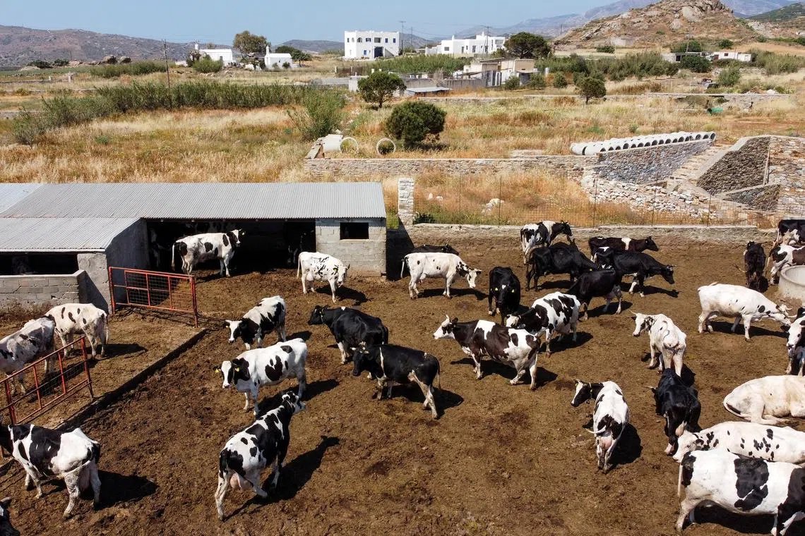 FILE PHOTO: Cows are seen on a farm on the island of Naxos, Greece, May 16, 2022. Picture taken with a drone. REUTERS/Vassilis Triandafyllou/File Photo
