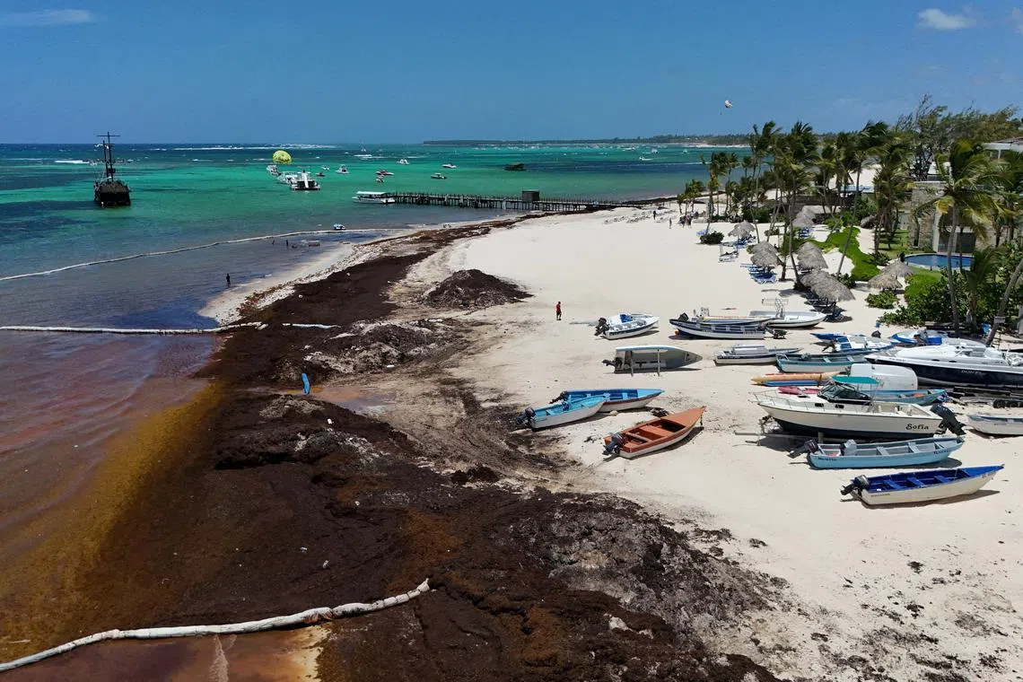 FILE PHOTO: A drone view shows a beach covered with sargassum seaweed, a type of algae, in Punta Cana, Dominican Republic July 9, 2025. REUTERS/Erika Santelices/File Photo