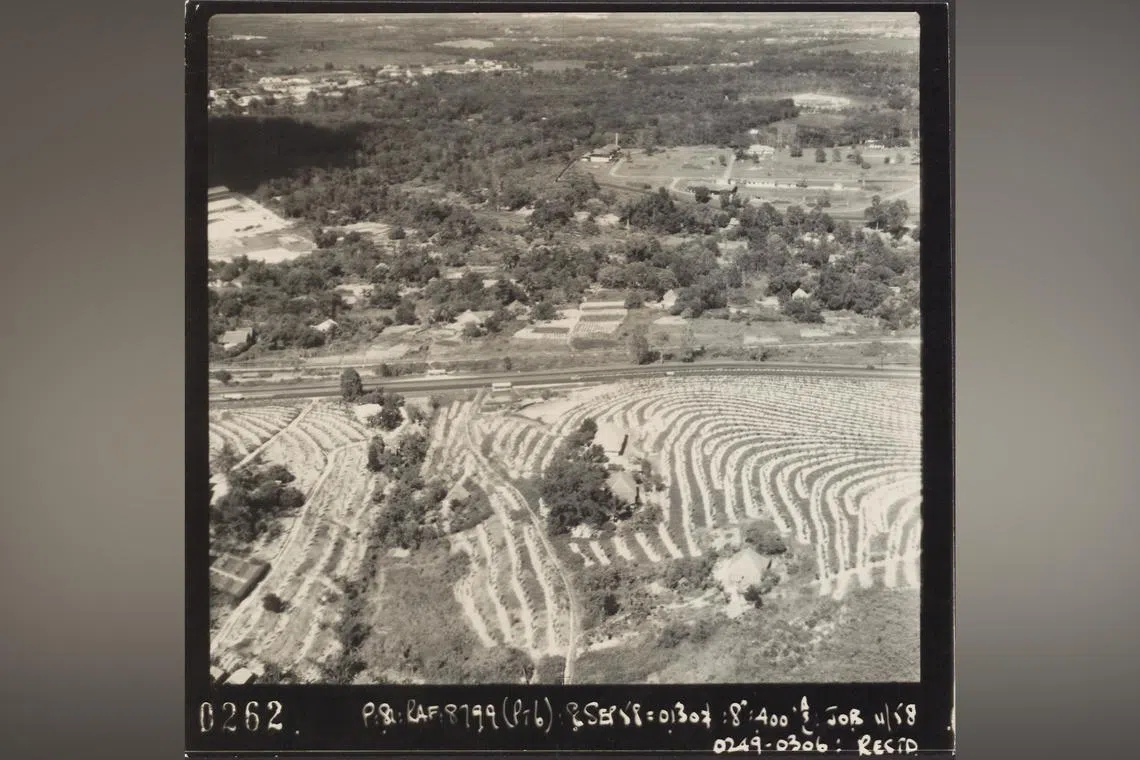 The rubber trees of Bukit Panjang Rubber Plantation are being planted on the ridges of the hill in 1958.
