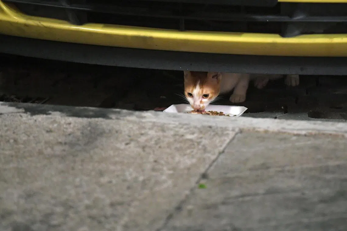 The activists, citing owners, claimed that all affected felines have consumed cat food made by a single manufacturer from January to April in 2024.