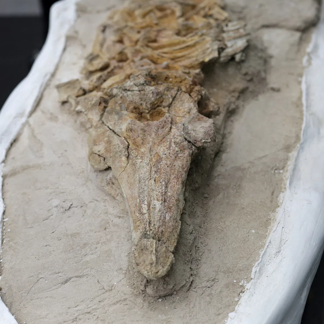 The fossilized skeleton of a porpoise, a small marine mammal estimated to be between eight and 12 million years old, is displayed after it was unearthed by Peruvian paleontologists in the Ocucaje desert, in Lima, Peru, September 17, 2025. REUTERS/Gerardo Marin