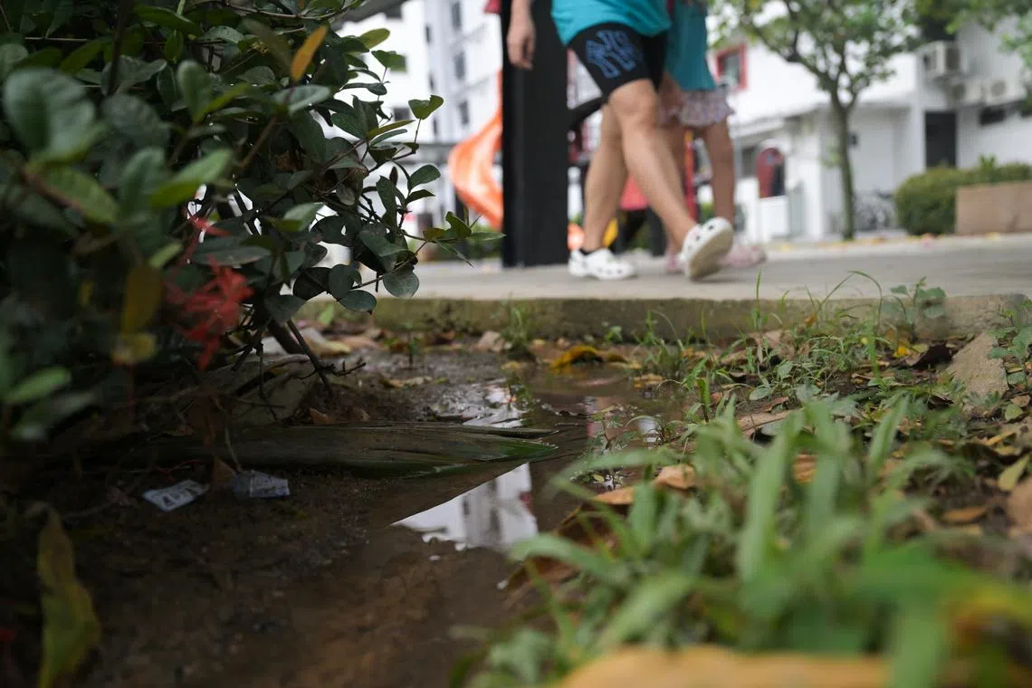 Transient puddles of water can become breeding sites for mosquitoes.