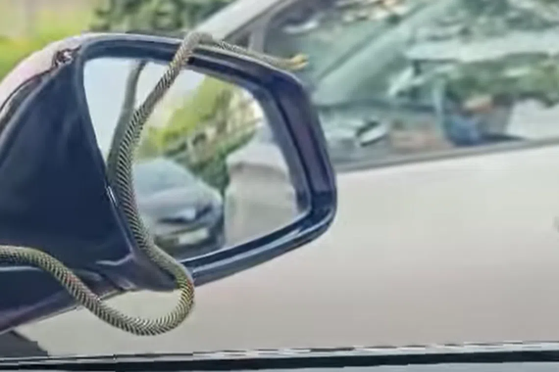 The snake proceeded from the windscreen to the top of the side-view mirror on the driver's side. 