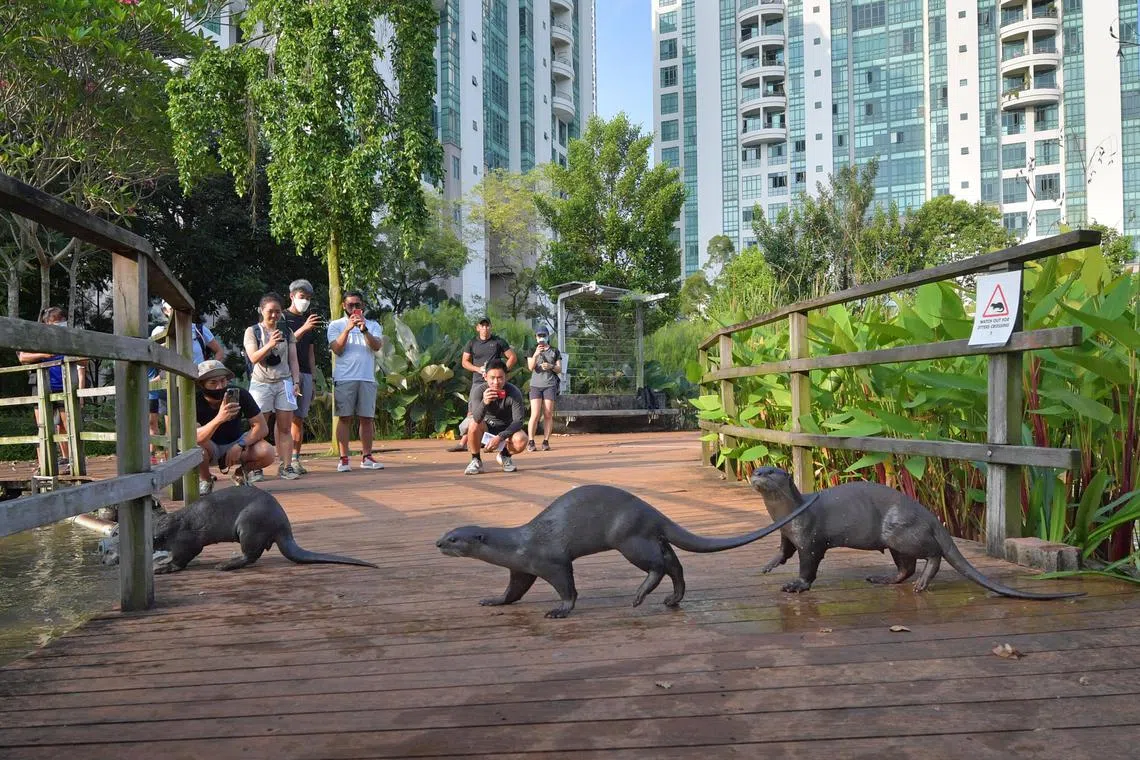 The National Parks Board (NParks) reported that it had received about eight feedback cases on otters per month since 2022.  