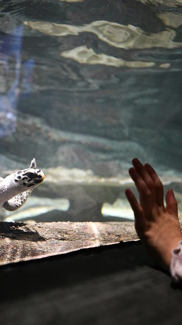 ST20260526-202651800543-Lim Yaohui-Ang Qing-aqocean/

Hawksbill sea turtle inside the horizontal migrators at Singapore Oceanarium on May 26, 2026. 

Behind the scenes of Singapore Oceanarium’s Animal Care Centres and explore how one of Asia’s leading aquarium-based conservation institution is combining science, conservation, and community engagement, setting new global standards for how aquariums can breed and care for animals and protect our oceans.

(ST PHOTO: LIM YAOHUI)
