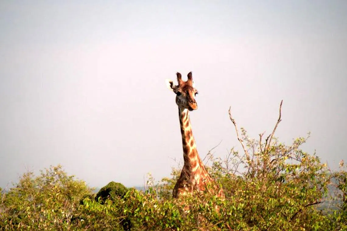 ckkenya - Copy of A giraffe, Maasai Mara

Credit: Chuan Kou-cheng