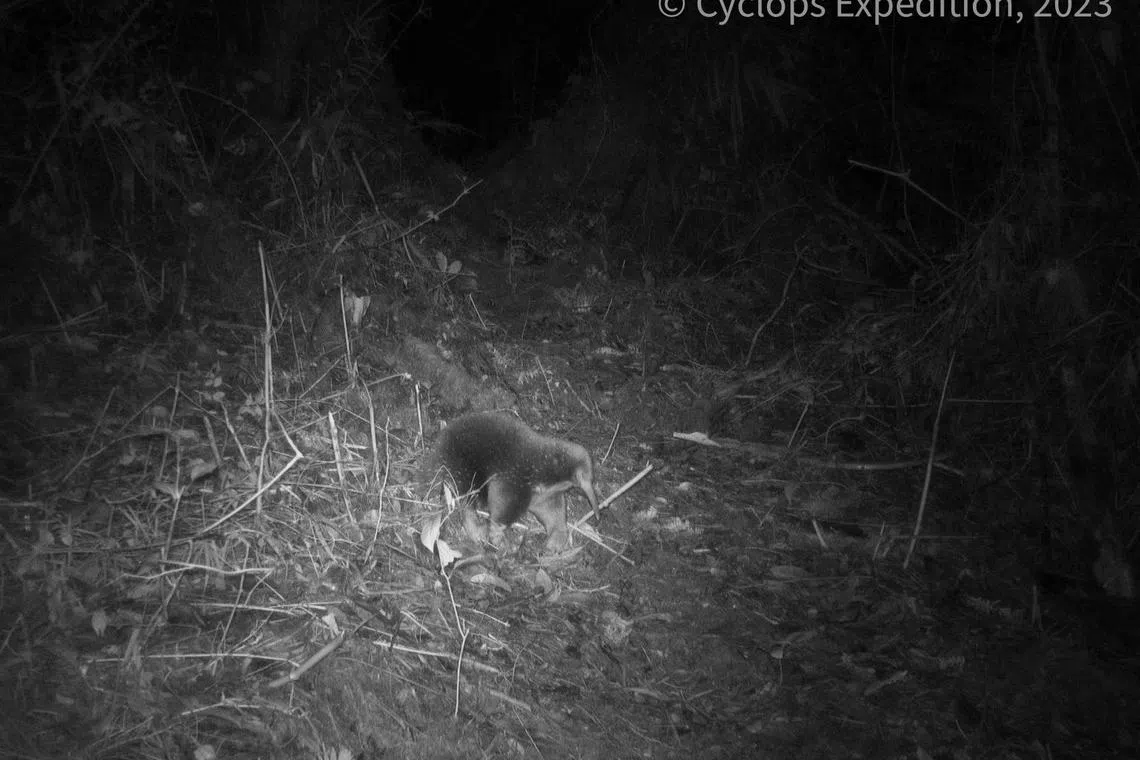 An echidna walks amid vegetation in the Cyclops Mountains, Papua, Indonesia on July 22. 