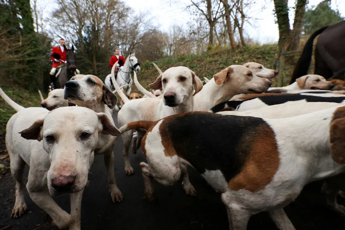 Members of the Old Surrey, Burstow and West Kent Hunt and their dogs taking part in the annual Boxing Day trail hunt, as they head towards Chiddingstone Castle, Britain, Dec 26, 2023. 