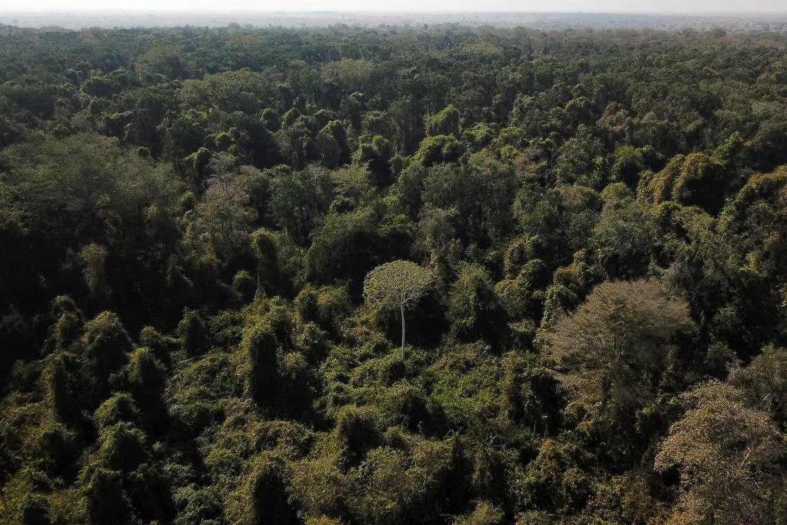 An aerial view shows a tree in the middle of degraded forest on the border between Amazonia and Cerrado in Mato Grosso state, Brazil July 28, 2021. 