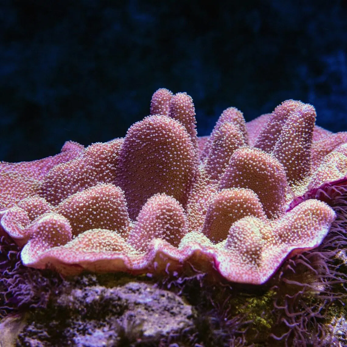 Periodic, localised bleaching is a natural and even healthy process for reefs. The problem is repeated mass bleaching, which has become the norm with rising sea temperatures caused by climate change.