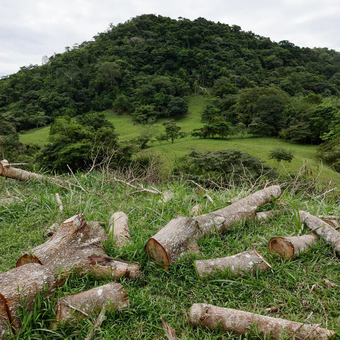 Seven million hectares of forest – roughly the size of the Republic of Ireland – were permanently destroyed in 2025, a 15% drop from the previous year.