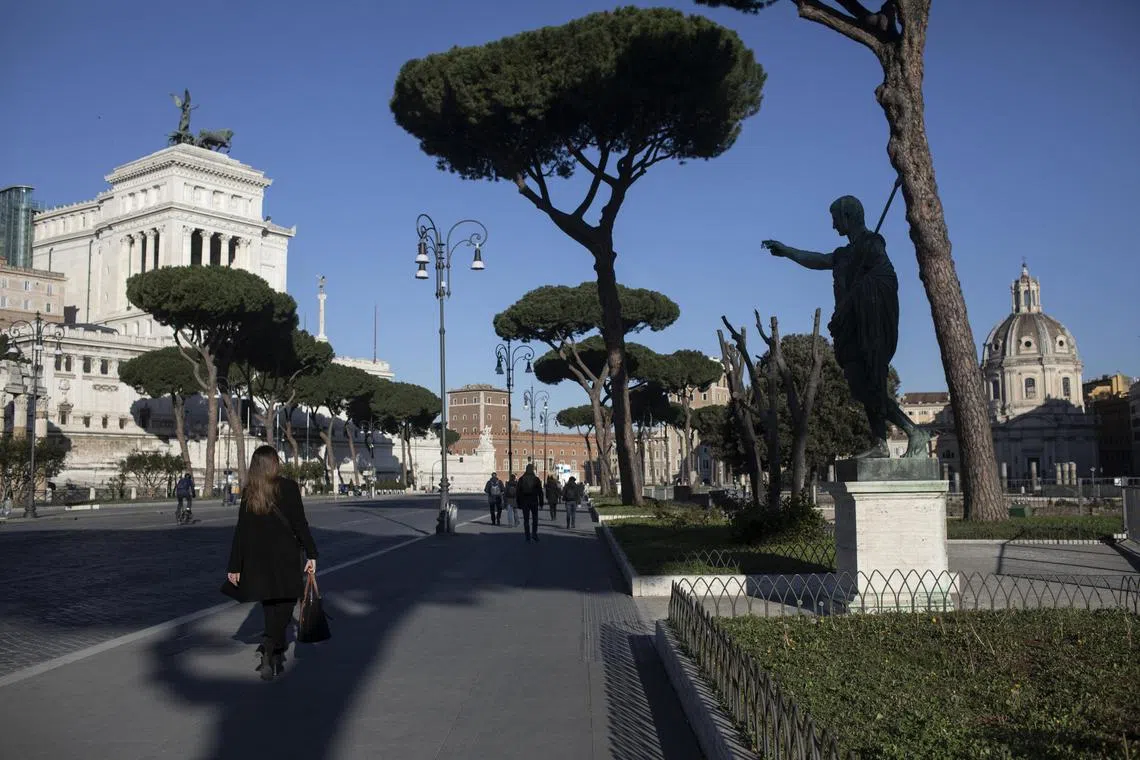 Umbrella pines in the centre of Rome that are being threatened by an invasive insect and mismanagement.