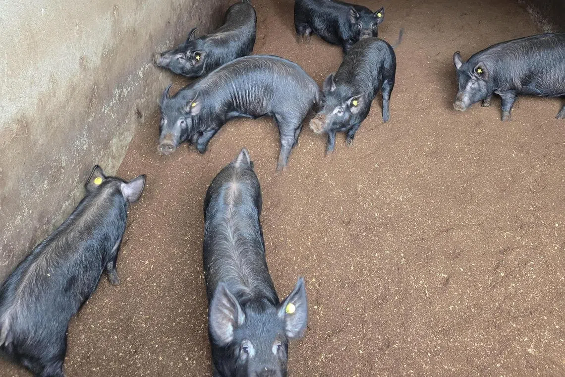 Jeju native black pigs that were once a mainstay of Jeju households, are considered an endangered species, with only 350 of them on Jeju island now. 