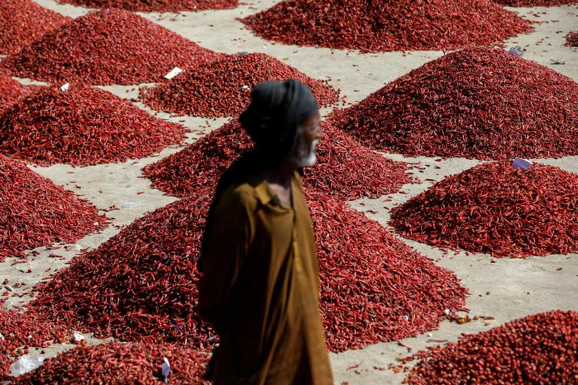 A man stands in front of mounds of red chili pepper, at the Mirch Mandi wholesale market, in Kunri, Umerkot, Pakistan, October 15, 2022. "Last year, at this time, there used to be around 8,000 to 10,000 bags of chillies in the market," said trader Raja Daim. "This year, now you can see that there are barely 2,000 bags here, and it is the first day of the week. By tomorrow, and the day after, it will become even less." 